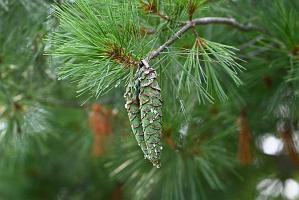 2025-07199783 Tower Hill Botanic Garden, MA